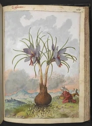Crocus sativus (šafrán), z "Obrazy flóry římských států" od Gherarda Ciba, Přidat MS 22333, f160r, cca 1564-84 (akvarel a kvaš na papíře)