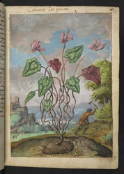 Cyclamen hederifolium, z "Obrazy flóry římských států" od Gherarda Ciba, Přidat MS 22333, f012r, c.1564-84 (akvarel a kvaš na papíře)