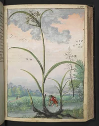 Cyperus serotinus, z "Obrazy flóry římských států" od Gherarda Ciba, Přidat MS 22333, f086r, c.1564-84 (akvarel a kvaš na papíře)