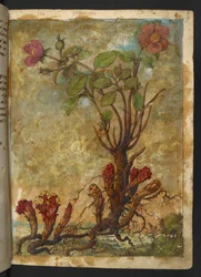 Cytinus hypocistis, z "Obrazy flóry římských států" od Gherarda Ciba, Add MS 22333, f009r, c.1564-84 (akvarel a kvaš na papíře)