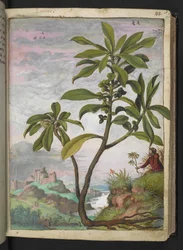 Daphne laureola, z "Obrazy flóry římských států" od Gherarda Ciba, Přidat MS 22333, f037r, c.1564-84 (akvarel a kvaš na papíře)
