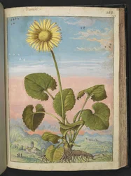 Doronicum austriacum: Rostlina se žlutým květem, z "Obrazy flóry římských států" od Gherarda Ciba, Přidat MS 22333, f147r, c.1564-84 (akvarel a kvaš na papíře)