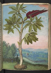 Dracunculus vulgaris, z "Obrazy flóry římských států" od Gherarda Ciba, Přidat MS 22333, f054r, c.1564-84 (akvarel a kvaš na papíře)