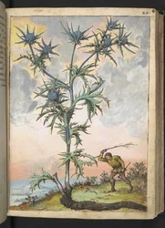 Eryngium maritimum, z "Obrazy flóry římských států" od Gherarda Ciba, Přidat MS 22333, f047r, c.1564-84 (akvarel a kvaš na papíře)