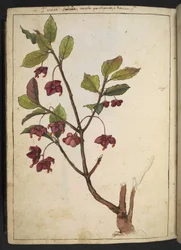 Euonymus europaeus (evropské vřeteno): rostlina s červenými okvětními lístky, z "Obrazy květeny římských států" od Gherarda Ciba, Přidat MS 22333, f183v, c.1564-84 (akvarel a kvaš na papíře)