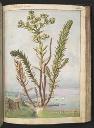 Euphorbia paralias, z "Obrazy flóry římských států" od Gherarda Ciba, Přidat MS 22333, f155r, c.1564-84 (akvarel a kvaš na papíře)