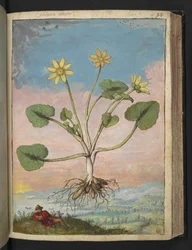 Ficaria verna, z "Obrazy flóry římských států" od Gherarda Ciba, Přidat MS 22333, f091r, c.1564-84 (akvarel a kvaš na papíře)