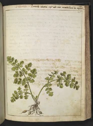 Filipendula, z "Obrazy flóry římských států" od Gherarda Ciba, Přidat MS 22333, f145r, c.1564-84 (akvarel a kvaš na papíře)
