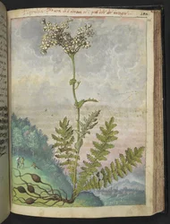 Filipendula vulgari, z "Obrazy flóry římských států" od Gherarda Ciba, Přidat MS 22333, f146r, c.1564-84 (akvarel a kvaš na papíře)