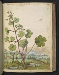 Geranium rotundifolium: Rostlina s růžovými květy. , z "Paintings of Flora of the Roman States" od Gherardo Cibo, Add MS 22333, f098r, c.1564-84 (akvarel a kvaš na papíře)