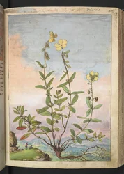 Helianthemum nummularium, z "Obrazy flóry římských států" od Gherarda Ciba, Přidat MS 22333, f055r, c.1564-84 (akvarel a kvaš na papíře)