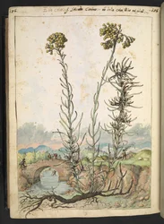 Helichrysum italicum: rostlina se žlutými poupaty, z "Obrazy flóry římských států" od Gherarda Ciba, Add MS 22333, f176v, c.1564-84 (akvarel a kvaš na papíře)
