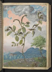 Heliotropium europeanum, z "Obrazy flóry římských států" od Gherarda Ciba, Přidat MS 22333, f044r, c.1564-84 (akvarel a kvaš na papíře)
