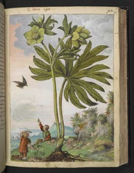 Helleboris viridis, from "Paintings of Flora of the Roman States" by Gherardo Cibo, Add MS 22333, f095r, c.1564-84 (watercolor & gouache on paper)   1350719   cs       czech Successfully Translated  Original: Niccolo di Bernardo dei Machiavelli, c.1552-68 