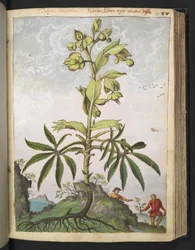 Helleborus foetidus, z "Obrazy flóry římských států" od Gherarda Ciba, Přidat MS 22333, f089r, c.1564-84 (akvarel a kvaš na papíře)