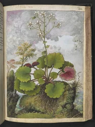 Herba rora: rostlina s bílými okvětními lístky, z "Paintings of Flora of the Roman States" od Gherardo Cibo, Add MS 22333, f136r, c.1564-84 (akvarel a kvaš na papíře)
