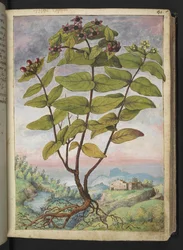 Hypericum hircinum, z "Obrazy flóry římských států" od Gherarda Ciba, Přidat MS 22333, f034r, c.1564-84 (akvarel a kvaš na papíře)
