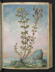 Hypericum perforatum, z "Obrazy flóry římských států" od Gherarda Ciba, Přidat MS 22333, f083r, c.1564-84 (akvarel a kvaš na papíře)