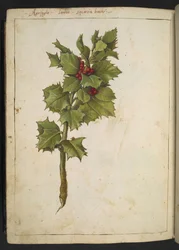 Ilex aquifolium (Holly), z "Obrazy flóry římských států" od Gherarda Ciba, Přidat MS 22333, f182v, c.1564-84 (akvarel a kvaš na papíře)