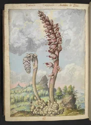 Lathrea squamaria, z "Obrazy flóry římských států" od Gherarda Ciba, Přidat MS 22333, f178v, c.1564-84 (akvarel a kvaš na papíře)