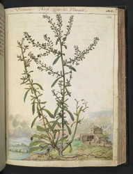 Lepidium graminifolium, z "Paintings of Flora of the Roman States" od Gherardo Cibo, Add MS 22333, f120r, c.1564-84 (akvarel a kvaš na papíře)