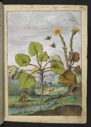 Ligularia tussilaginea (Leopardí rostlina), z "Obrazy flóry římských států" od Gherarda Ciba, Přidat MS 22333, f011r, c.1564-84 (akvarel a kvaš na papíře)
