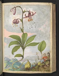 Lilium martagon, z "Paintings of Flora of the Roman States" od Gherarda Ciba, Add MS 22333, f081r, c.1564-84 (akvarel a kvaš na papíře)