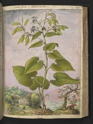 Lunaria redivivia, z "Obrazy flóry římských států" od Gherarda Ciba, Přidat MS 22333, f124r, c.1564-84 (akvarel a kvaš na papíře)