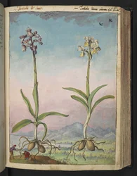 Orchis pallens: Dvě kvetoucí rostliny, z "Paintings of Flora of the Roman States" od Gherardo Cibo, Add MS 22333, f064r, c.1564-84 (akvarel a kvaš na papíře)