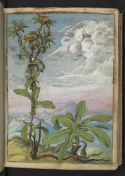 Pallenis spinosa, z "Obrazy flóry římských států" od Gherarda Ciba, Přidat MS 22333, f040r, c.1564-84 (akvarel a kvaš na papíře)