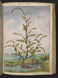 Persicaria hydropiper, z "Paintings of Flora of the Roman States" od Gherardo Cibo, Add MS 22333, f152r, c.1564-84 (akvarel a kvaš na papíře)