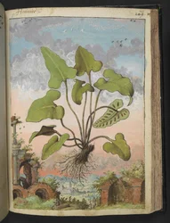 Phyllitis hemionitis, z "Paintings of Flora of the Roman States" od Gherardo Cibo, Add MS 22333, f143r, c.1564-84 (akvarel a kvaš na papíře)