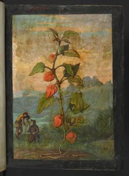 Physalis alkekengi: Rostlina s červenými květy, z "Obrazy flóry římských států" od Gherarda Ciba, Přidat MS 22333, f004r, cca 1564-84 (akvarel a kvaš na papíře)