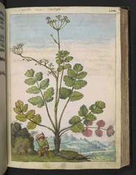 Pimpinella major, z „Paintings of Flora of the Roman States“ od Gherarda Ciba, Add MS 22333, f100r, c.1564-84 (akvarel a kvaš na papíře)