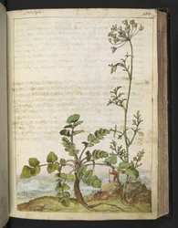 Pimpinella saxifraga, z "Obrazy flóry římských států" od Gherarda Ciba, Přidat MS 22333, f101r, c.1564-84 (akvarel a kvaš na papíře)