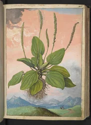 Plantago major, z „Paintings of Flora of the Roman States“ od Gherardo Cibo, Add MS 22333, f049r, c.1564-84 (akvarel a kvaš na papíře)