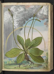 Plantago media, z "Paintings of Flora of the Roman States" od Gherardo Cibo, Add MS 22333, f050r, c.1564-84 (akvarel a kvaš na papíře)