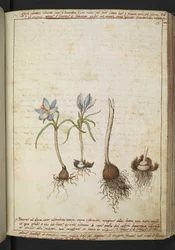 Rostliny mezi modrými květy, z "Paintings of Flora of the Roman States" od Gherardo Cibo, Add MS 22333, f058r, c.1564-84 (akvarel a kvaš na papíře)