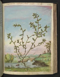 Polygonum aviculare, z "Obrazy flóry římských států" od Gherarda Ciba, Přidat MS 22333, f111r, c.1564-84 (akvarel a kvaš na papíře)