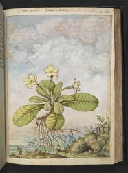 Primula vulgaris, z "Obrazy flóry římských států" od Gherarda Ciba, Přidat MS 22333, f128r, c.1564-84 (akvarel a kvaš na papíře)