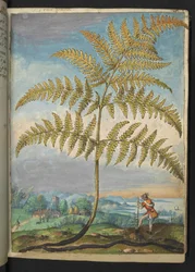 Pteridium aquilinum: Kapradina, z "Obrazy flóry římských států" od Gherarda Ciba, Přidat MS 22333, f020r, cca 1564-84 (akvarel a kvaš na papíře)