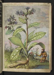 Pulmonaria officinalis, z "Obrazy flóry římských států" od Gherarda Ciba, Přidat MS 22333, f028r, c.1564-84 (akvarel a kvaš na papíře)