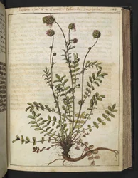 Sanguisorba minor, z "Obrazy flóry římských států" od Gherarda Ciba, Přidat MS 22333, f102r, c.1564-84 (akvarel a kvaš na papíře)