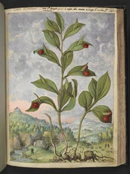 Streptopus amplexifolius (Twisted stonek), z "Paintings of Flora of the Roman States" Gherardo Cibo, Add MS 2233, f135r, c.1564-84 (akvarel a kvaš na papíře)