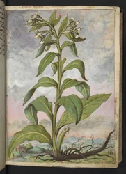 Symphytum officinale (kostival lékařský), z "Obrazy flóry římských států" od Gherarda Ciba, Přidat MS 22333, f029r, cca 1564-84 (akvarel a kvaš na papíře)
