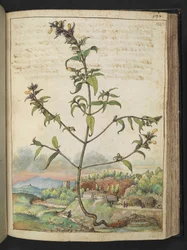 Vysoká rostlina se zelenými listy a žlutými květy, z "Paintings of Flora of the Roman States" od Gherardo Cibo, Add MS 22333, f132r, c.1564-84 (akvarel a kvaš na papíře)