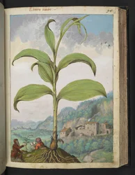 Veratrum nigrum, z "Obrazy flóry římských států" od Gherarda Ciba, Přidat MS 22333, f096r, c.1564-84 (akvarel a kvaš na papíře)