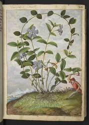 Vinca minor (brčál), z „Paintings of Flora of the Roman States“ od Gherardo Cibo, Add MS 22333, f026r, c.1564-84 (akvarel a kvaš na papíře)