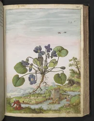 Viola odorata, z "Obrazy flóry římských států" od Gherarda Ciba, Přidat MS 22333, f104r, c.1564-84 (akvarel a kvaš na papíře)