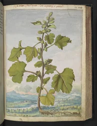 Xanthium strumarium, z "Paintings of Flora of the Roman States" od Gherarda Ciba, Add MS 22333, f110r, c.1564-84 (akvarel a kvaš na papíře)